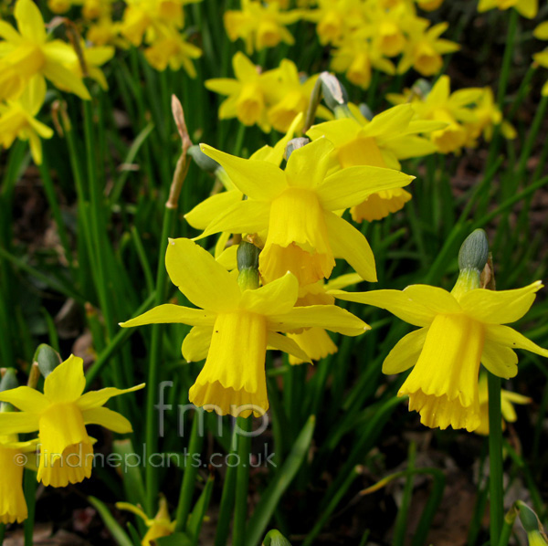 Big Photo of Narcissus Teteatete