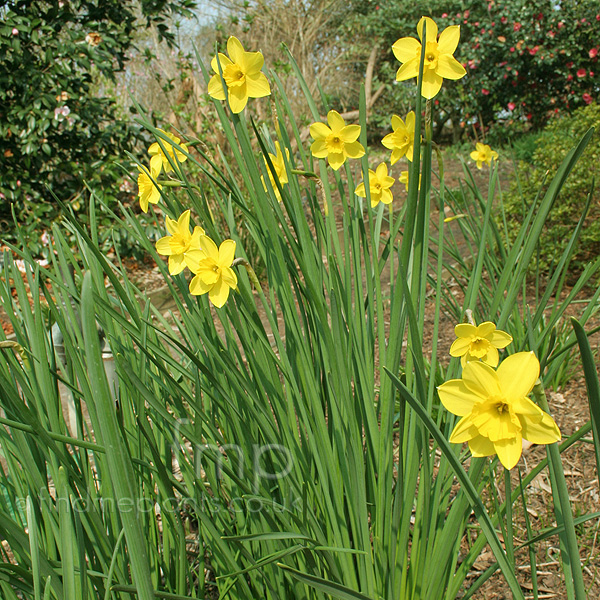 Big Photo of Narscissus Buttercup