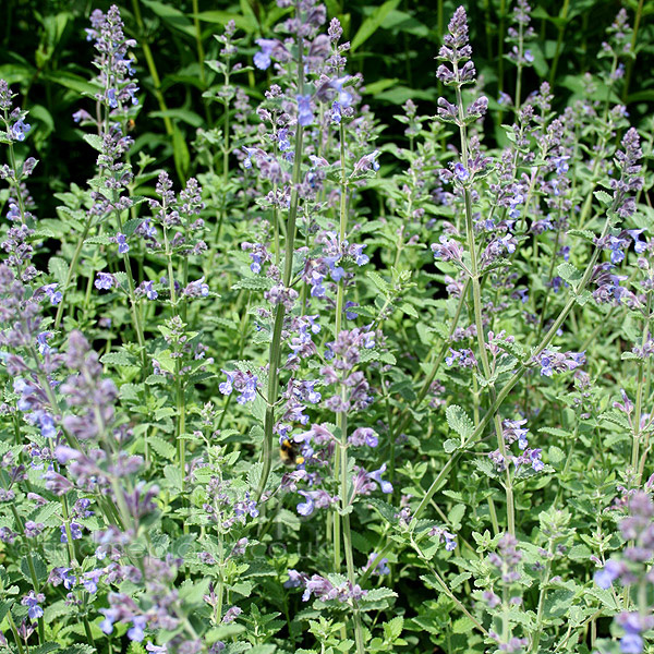 Big Photo of Nepeta Faassenii