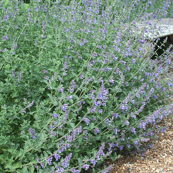 Big Photo of Nepeta Six Hills