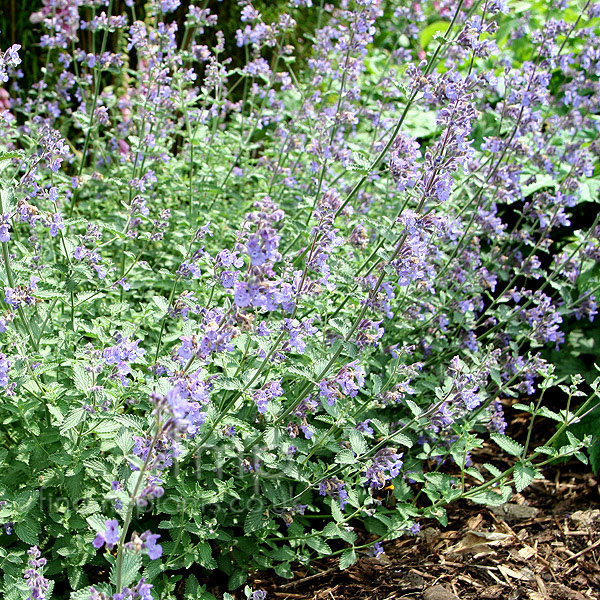 Big Photo of Nepeta Walkers Low