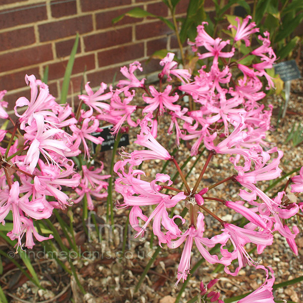 Big Photo of Nerine Smee