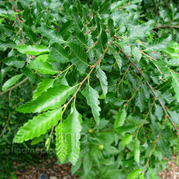 Big Photo of Nothofagus Obliqua Lf