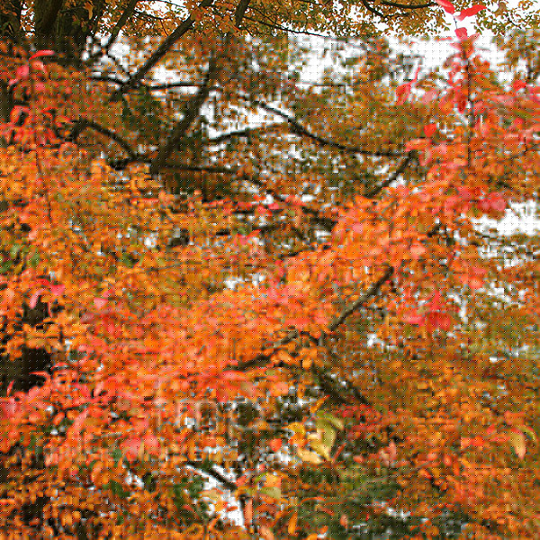 Big Photo of Nyssa Wisleybonfire