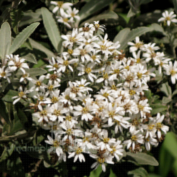 Big Photo of Olearia Mollis Fl