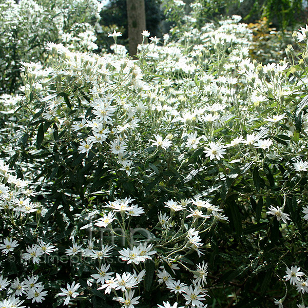 Big Photo of Olearia Scilloniensis