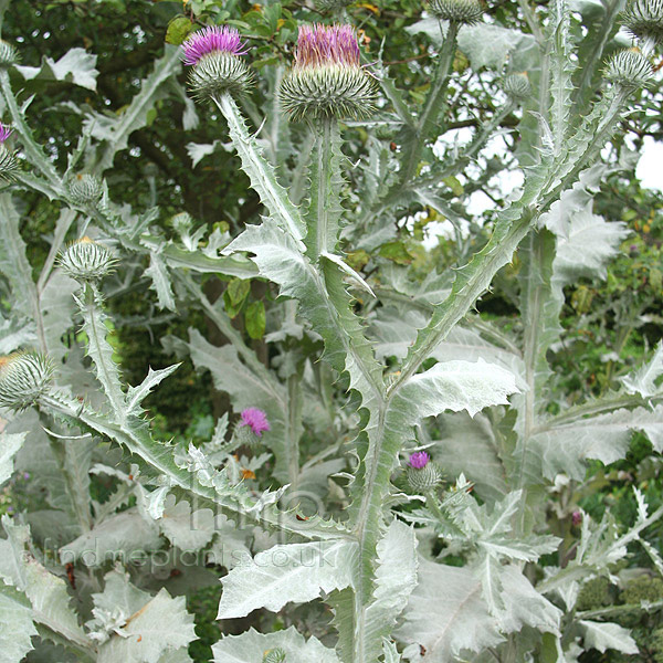 Big Photo of Onopordum Acanthium