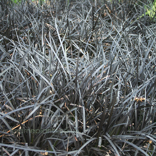 Big Photo of Ophiopogon Nigrescens