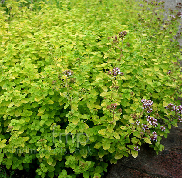 Big Photo of Origanum Aureum