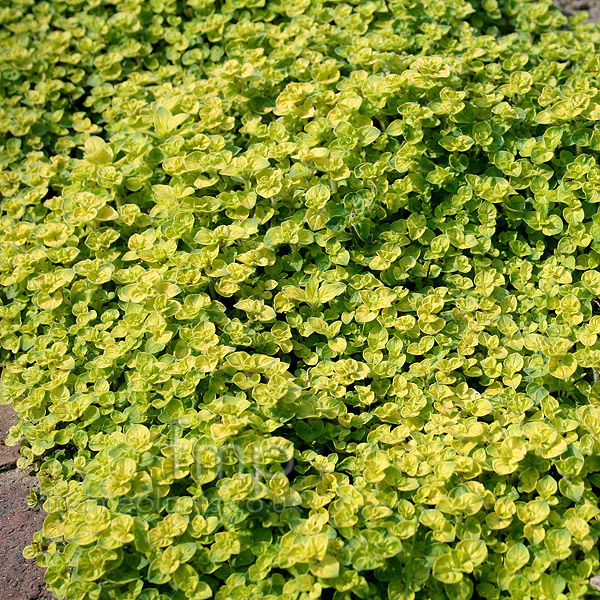 Big Photo of Origanum Aureum Crispum