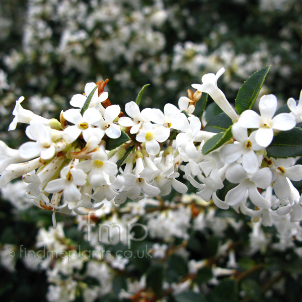 Big Photo of Osmanthus Delavayi Fl
