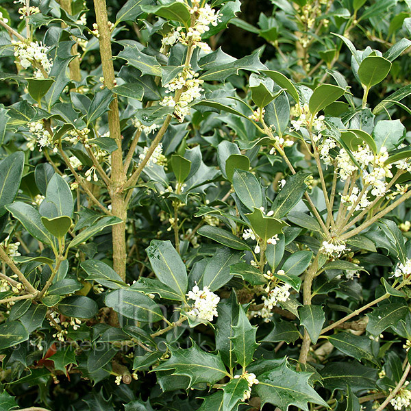 Big Photo of Osmanthus Gulftide