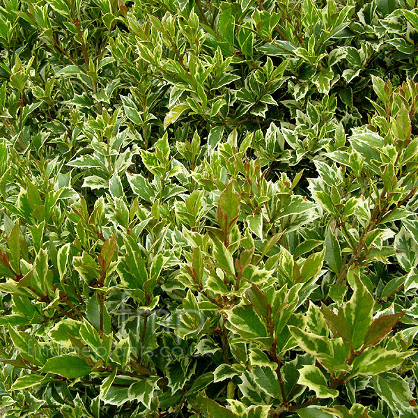 Big Photo of Osmanthus Variegatus