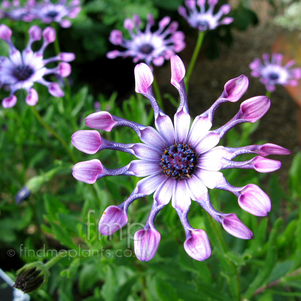 Big Photo of Osteospermum Pinkwhirls Fl
