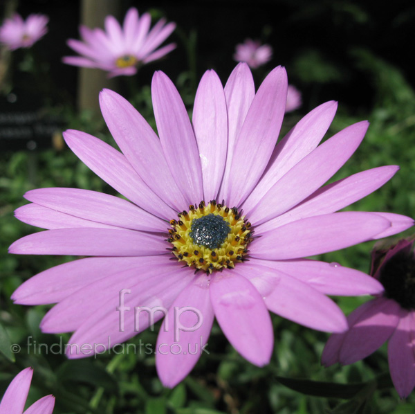 Big Photo of Osteospermum Trescopink Fl
