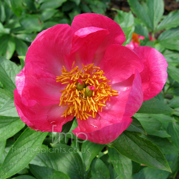 Big Photo of Paeonia Chinarose Fl