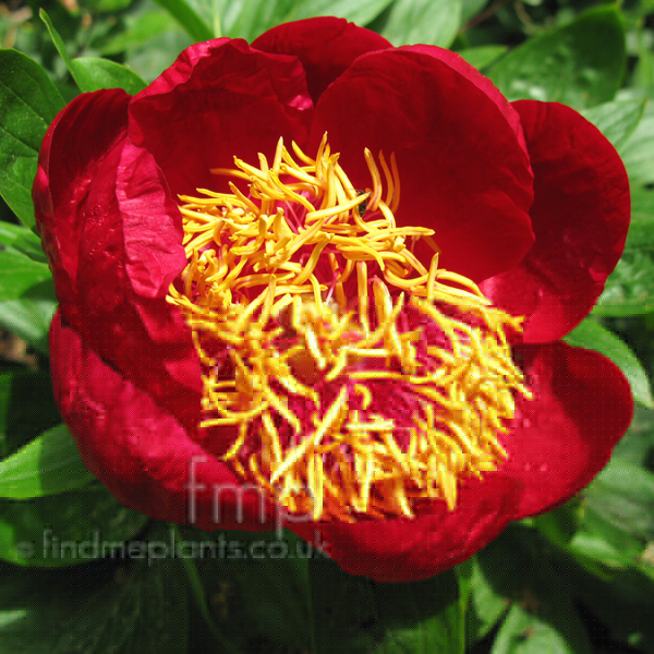 Big Photo of Paeonia Defender Fl