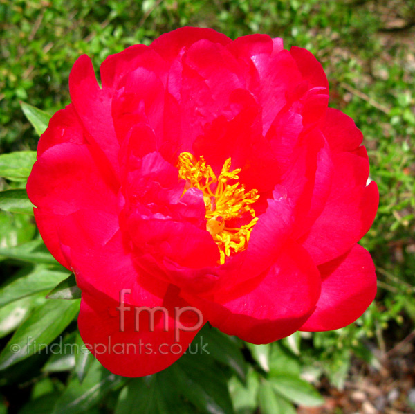 Big Photo of Paeonia Ellencowley