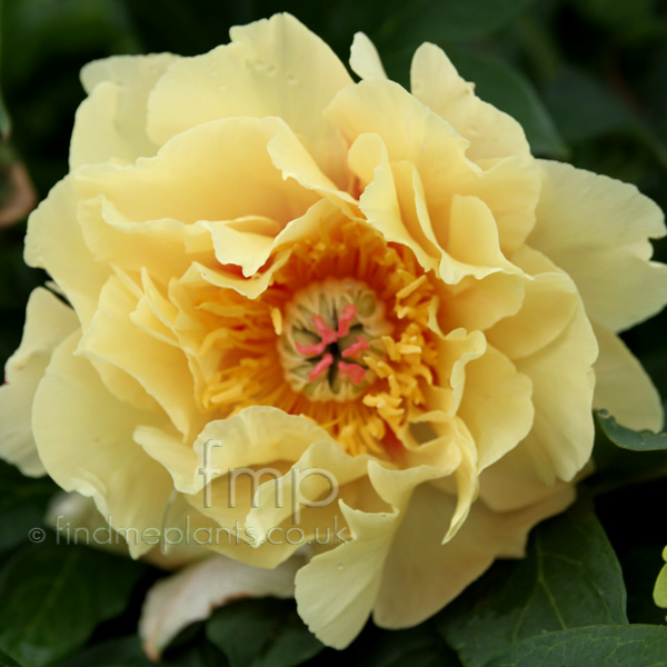 Big Photo of Paeonia Gardentreasure Fl