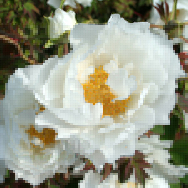 Big Photo of Paeonia Hakuojishi