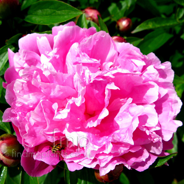 Big Photo of Paeonia Heirloom Fl