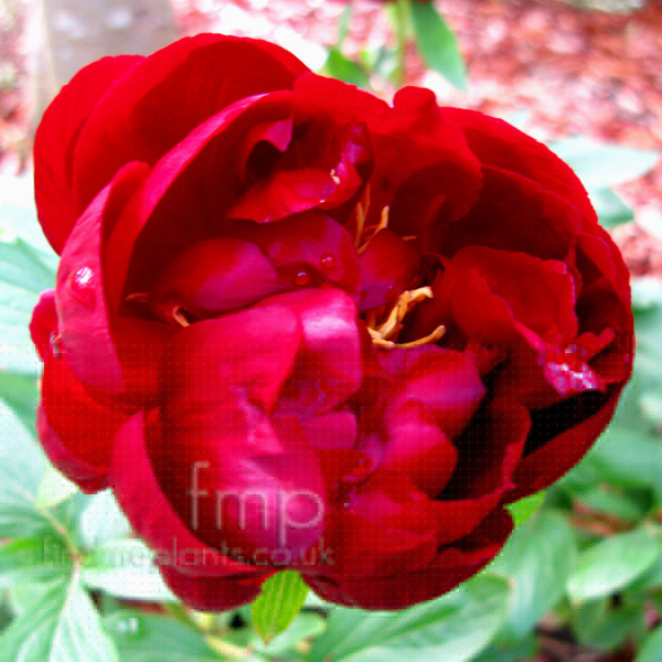 Big Photo of Paeonia Johnharvard