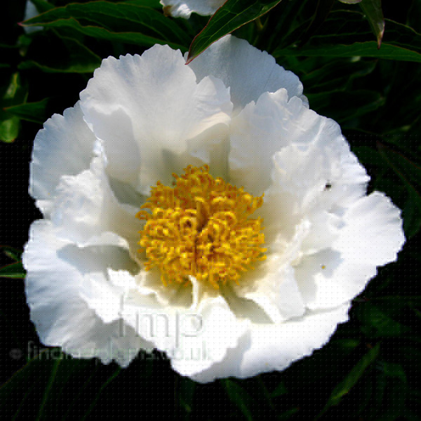 Big Photo of Paeonia Krinkledwhite Fl