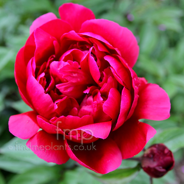 Big Photo of Paeonia Madame Gaudichau Fl
