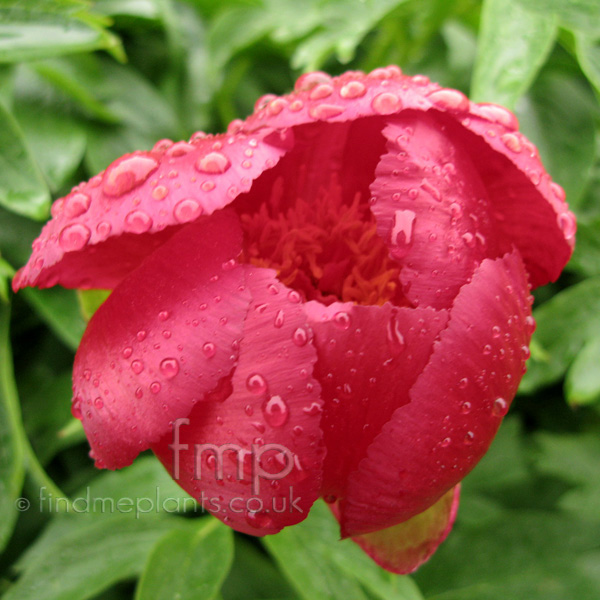 Big Photo of Paeonia Peregrina Fl