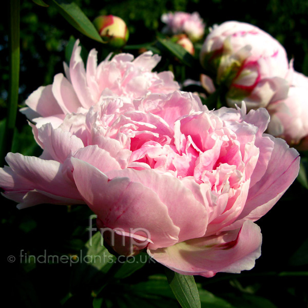 Big Photo of Paeonia Sarahbernhardt Fl
