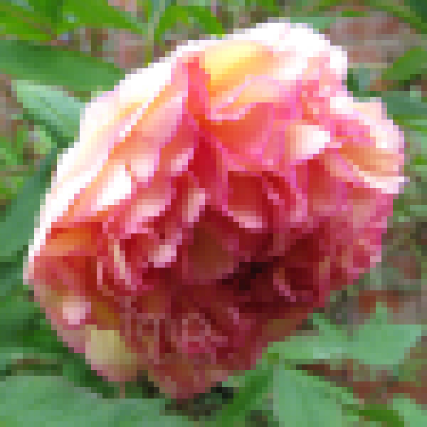 Big Photo of Paeonia Souvenirdemaxime Fl