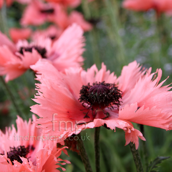 Big Photo of Papaver Orientale Forncettsummer Fl