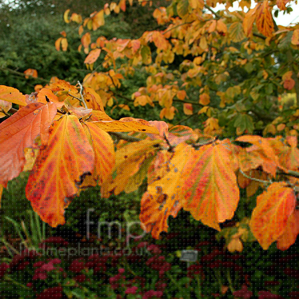 Big Photo of Parrotia Persica