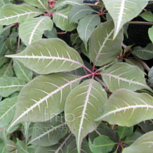 Big Photo of Parthenocissus Henryana Lf
