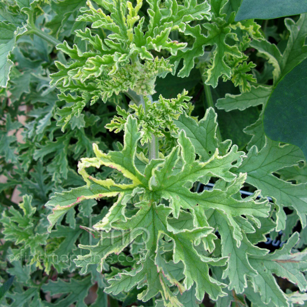 Big Photo of Pelargonium Ladyplymouth