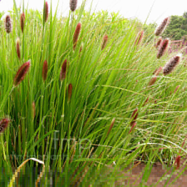 Big Photo of Pennisetum Redbuttons
