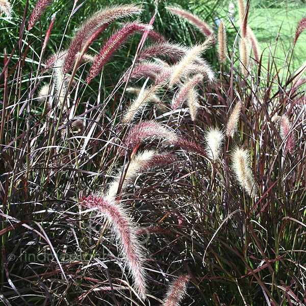 Big Photo of Pennisetum Rubrum