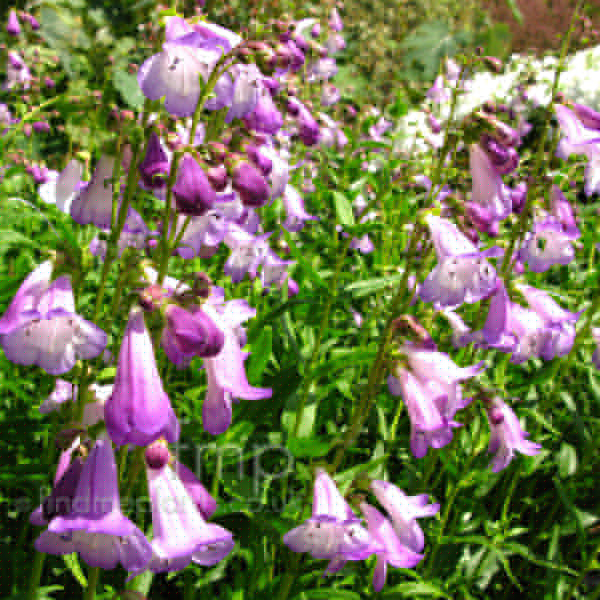 Big Photo of Penstemon Alicehindley Fl