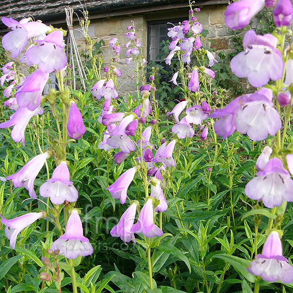 Big Photo of Penstemon Catherinedelamere