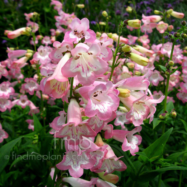 Big Photo of Penstemon Fujiyama Yayama Fl
