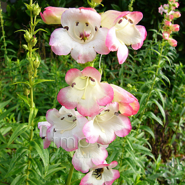 Big Photo of Penstemon Osprey