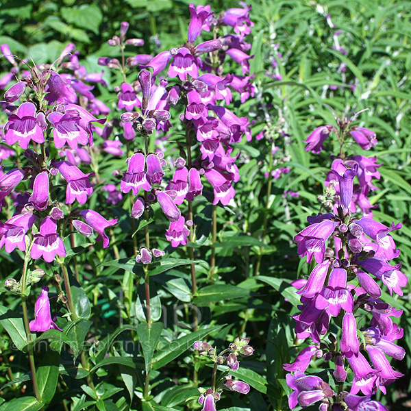 Big Photo of Penstemon Sourgrapes