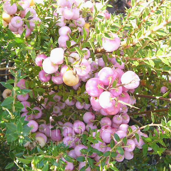Big Photo of Pernettya Mascala