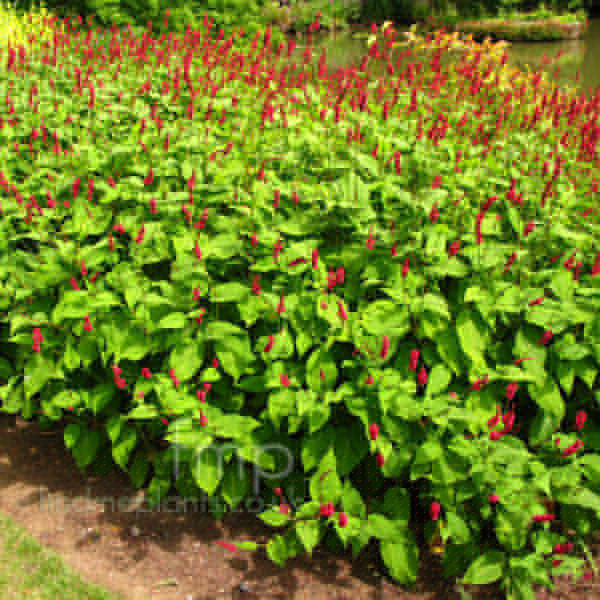 Big Photo of Persicaria Amplexicaulis Blotau