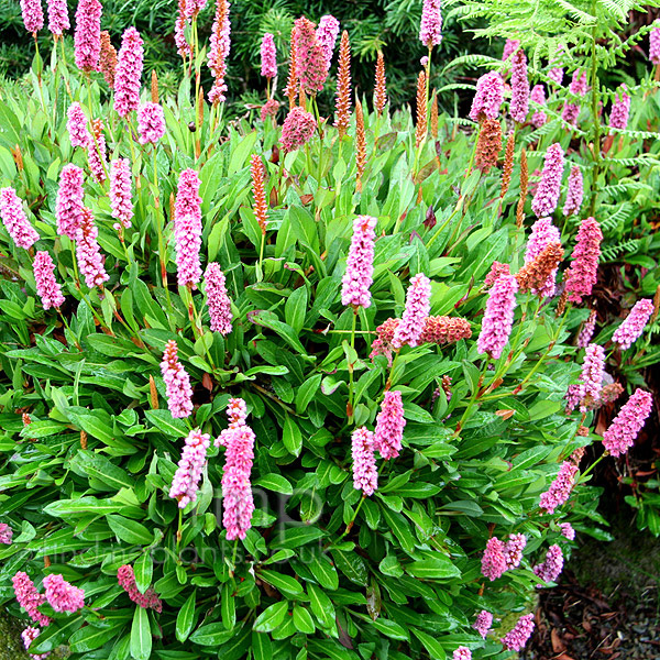 Big Photo of Persicaria Kewform