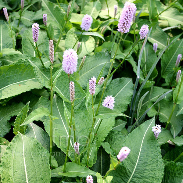 Big Photo of Persicaria Superba
