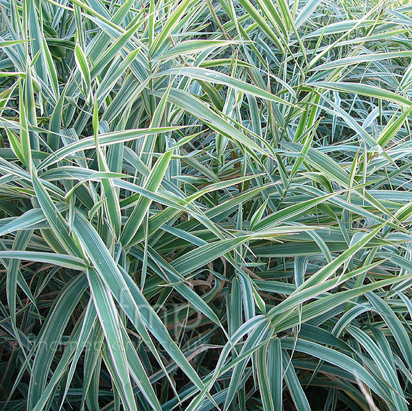 Big Photo of Phalaris Arundinacea Picta
