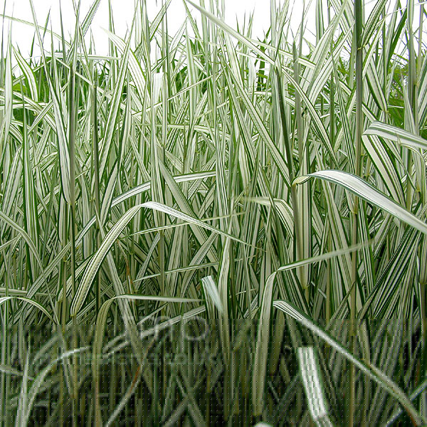 Big Photo of Phalaris Feesey