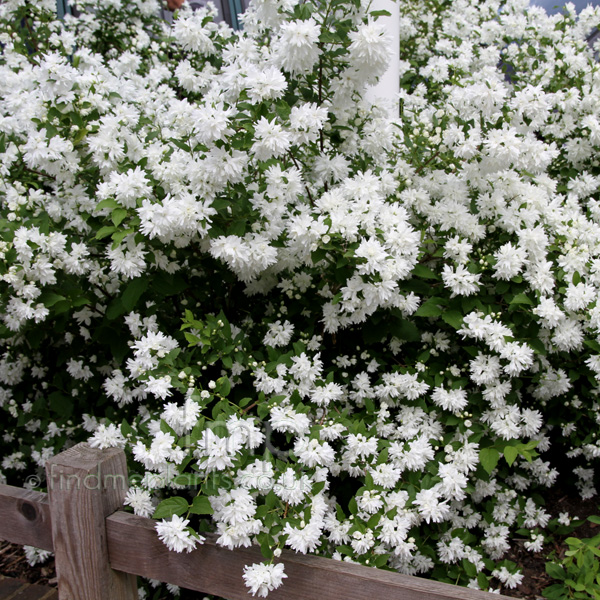 Big Photo of Philadelphus Buckleysquill