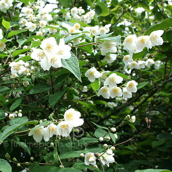 Big Photo of Philadelphus Calvescens